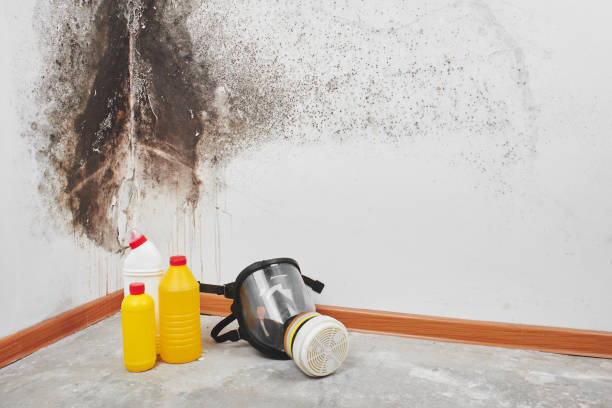Best Bathroom Mold Remediation in Faxon, PA
